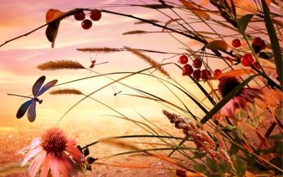 shinmaru_crop-shinmaru_crop